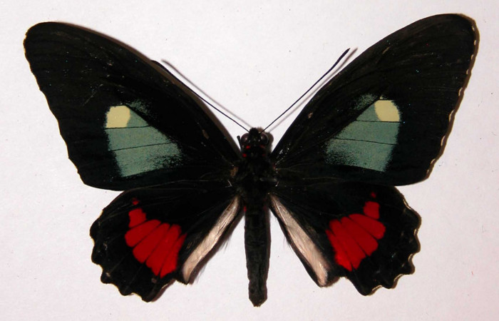 Fig.3. Adulto vista dorsal de la hembra <i>Parides lycimenes</i> (Papilionidae). Vado Rio Cucaracho Sector San Cristobal, 640 m. 99-SRNP-5554-DHJ34408.