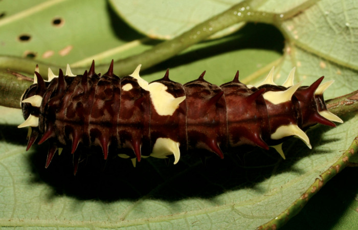 Fig.6 Larva <i>Parides lycimenes</i>(Papilionidae). Estacion Lianura Sector Rincon Rain Forest, 135 m. 08-SRNP-72210-DHJ447197.