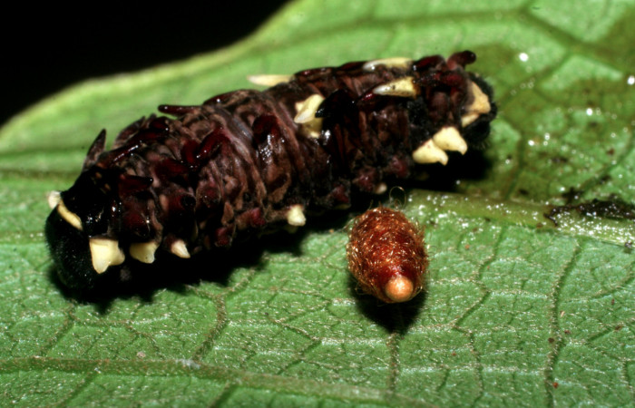 Fg.11. Parasito (Chalcididae) <i>Parides lycimenes</i> (Papilionidae). Tajo Angeles Sector San Cristobal, 540 m. 08-SRNP-6038-DHJ445068.