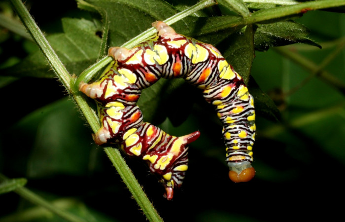 Fig. 4. <i>Didugua leona</i> (Notodontidae), esta una posición muy característica de esta familia es sostenerse con sus propatas y se quedan en una posición semi colgando hacia tras. Area de Conservación Guanacaste, Sector El Hacha, Vuelta Peligrosa. (12-SRNP-21560-DHJ493321.jpg).