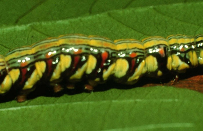 Fig. 6. Larva último estadio de <i>Didugua beckeri</i> (Notodontidae). Area de Conservación Guanacaste, Sector Cacao, Sendero Nayo. (97-SRNP-1513-DHJ41627.jpg).