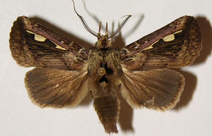 Fig. 2. <i>Didugua beckeri</i> (Notodontidae), adulto, vista dorsal. Area de Conservación Guanacaste, Sector Cacao, Estación Biológica Cacao, Sendero Nayo. (99-SRNP-1185-DHJ301874).