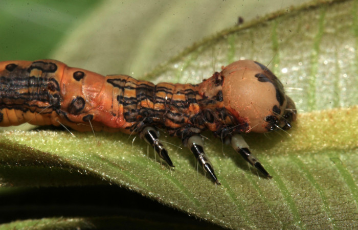 Figura 10. Lateral tórax, <i>Ypsora selenodes</i> (Erebidae), larva en penúltimo estadío 36 mm. Foto: 19/abril/2019. Voucher: 19-SRNP-30563-DHJ764434.jpg.