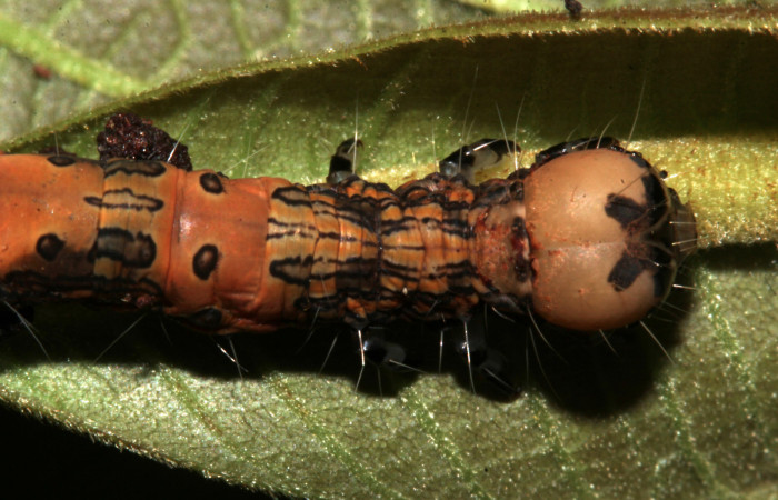 Figura 11. Dorsal tórax, <i>Ypsora selenodes</i> Erebidae), larva en penúltimo estadío 36 mm. Foto: 19/abril/2019. Voucher: 19-SRNP-30563-DHJ764435.jpg.