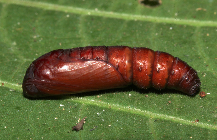 Figura 13. Pupa lateral <i>Ypsora selenodes</i> (Erebidae), 18 mm. Foto: 07/Mayo/2019. Voucher: 19-SRNP-30589-DHJ764801.jpg.