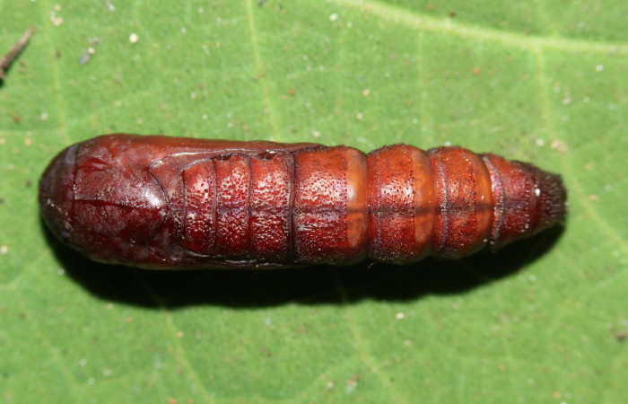 Figura 14. Pupa dorsal <i>Ypsora selenodes</i> (Erebidae), 18 mm. Foto: 07/Mayo/2019. Voucher: 19-SRNP-30589-DHJ764802.jpg.