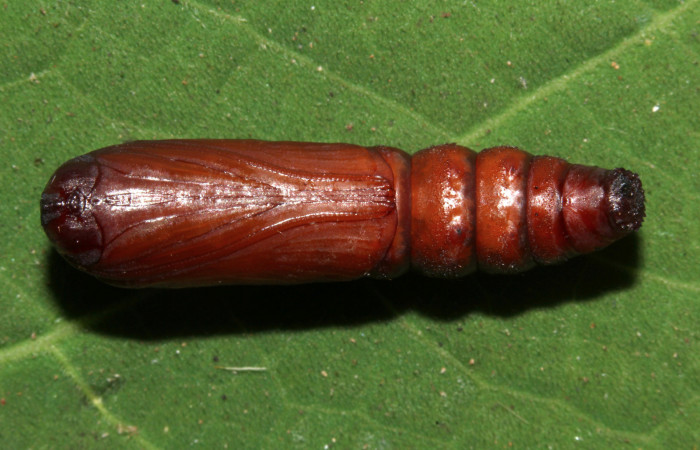 Figura 15. Pupa ventral <i>Ypsora selenodes</i> (Erebidae), 18 mm. Foto: 07/Mayo/2019. Voucher: 19-SRNP-30589-DHJ764803.jpg.Figura 16. Pupa de frente <i>Ypsora selenodes</i> (Erebidae), 18 mm. Foto: 07/Mayo/2019. Voucher: 19-SRNP-30589-DHJ764804.jpg.