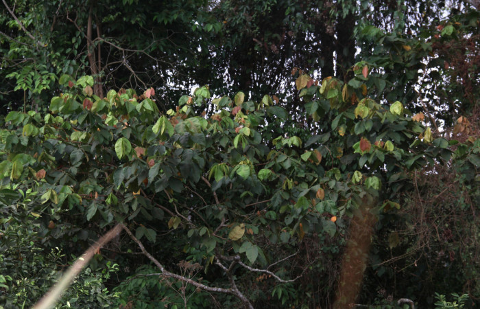 Figura 17. Planta hospedera de <i>Ypsora selenodes</i> (Erebidae), Inga oerstediana (Fabaceae), se puede apreciar las hojas rojas muy tiernas. Foto: Freddy Quesada Quesada . Fecha 13/mayo/2019. 