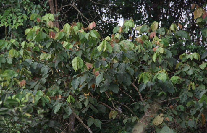 Figura 18. Planta hospedera de <i>Ypsora selenodes</i> (Erebidae), Inga oerstediana (Fabaceae), se puede apreciar las hojas rojas muy tiernas. Foto: Freddy Quesada Quesada . Fecha 13/mayo/2019. 