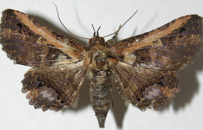 Figura 1. Vista dorsal, <i>Ypsora selenodes</i> (Erebidae). Envergadura alar 38 mm. Voucher: 07-SRNP-47438-DHJ397188.jpg.
