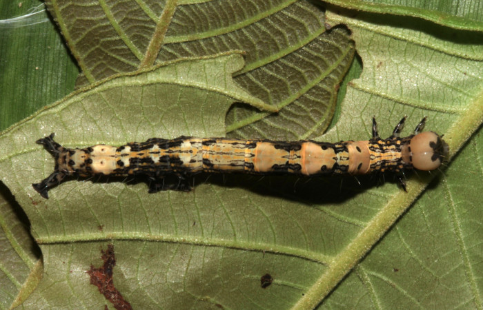 Figura 4. Vista dorsal, <i>Ypsora selenodes</i> (Erebidae), larva en último estadío 42 mm. Foto: 19/abril/2019. Voucher: 19-SRNP-30589-DHJ764509.jpg.