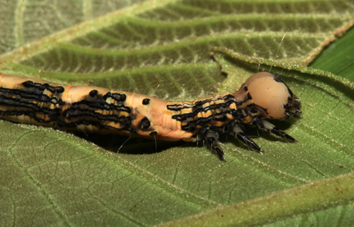 Figura 5. Lareral tórax, <i>Ypsora selenodes</i> (Erebidae), larva en último estadío 42 mm. Foto: 19/abril/2019. Voucher: 19-SRNP-30589-DHJ764511.jpg.