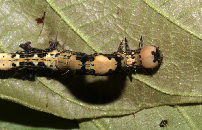 Figura 6. Dorsal tórax, <i>Ypsora selenodes</i>(Erebidae), larva en último estadío 42 mm. Foto: 19/abril/2019. Voucher: 19-SRNP-30589-DHJ764512.jpg.