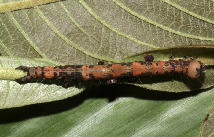 Figura 8. Vista dorsal, <i>Ypsora selenodes</i> (Erebidae), larva en penúltimo estadío 36 mm. Foto: 19/abril/2019. Voucher: 19-SRNP-30563-DHJ764428.jpg.