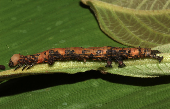 Figura 9. Vista lateral, <i>Ypsora selenodes</i> (Erebidae), larva en penúltimo estadío 36 mm. Foto: 19/abril/2019. Voucher: 19-SRNP-30563-DHJ764429.jpg.