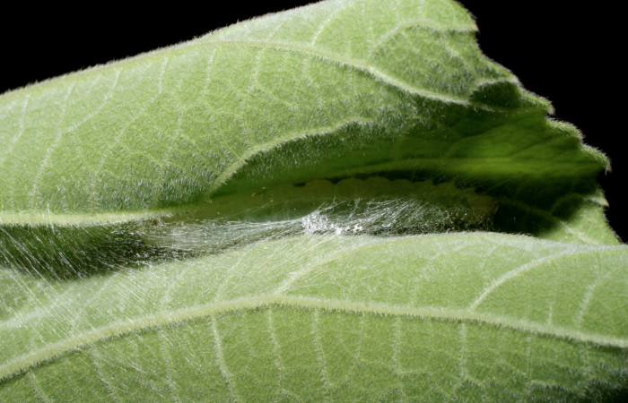 Fig.8 Observamos larva  <i>Aponia itzalis</i> (Crambidae), reposando dentro de la casita. Se colectó 20 de Junio 2010, Sector Mundo Nuevo, Estación La Perla, 325mts.(10- SRNP-55807-DHJ473313.jpg.).