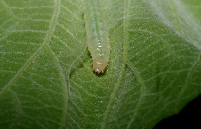 Fig.6 Vista Frontal, <i>Aponia itzalis</i> (Crambidae). Se colectó 20 de Junio 2010, Sector Mundo Nuevo, Estación La Perla, 325mts. (10-SRNP-55807-DHJ473318.jpg.).