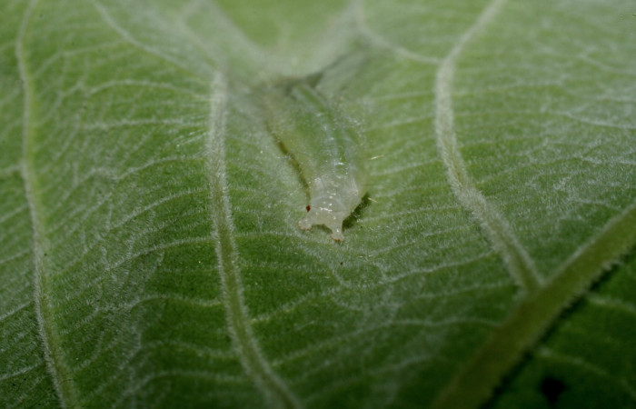 Fig.7 Vista cola, <i>Aponia itzalis</i> (Crambidae). Se colectó 20 de Junio 2010, Sector Mundo Nuevo, Estación La Perla, 325mts.(10-SRNP-55807-DHJ473319.jpg.).