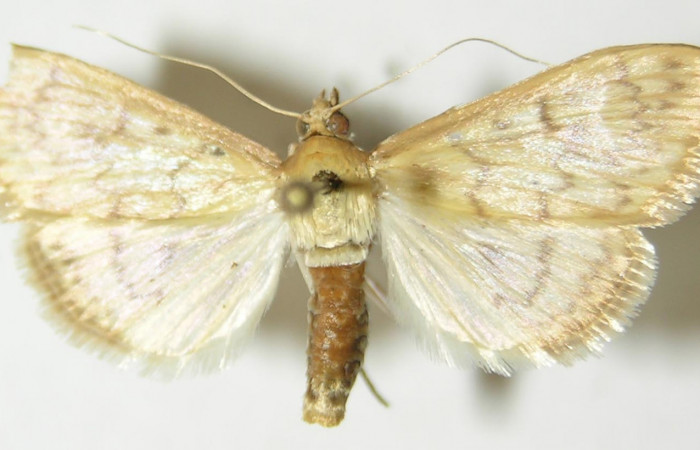 Fig.1 Vista dorsal, hembra <i>Aponia itzalis</i> (Crambidae). Eclosionó 08 Julio 2010, Sector Mundo Nuevo, Estación La Perla, 325mts. (10-SRNP-55807- DHJ536122.jpg.).