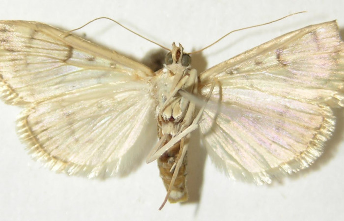 Fig.2 Vista ventral hembra <i>Aponia itzalis</i>, (Crambidae). Eclosionó 08 Julio 2010, Sector Mundo Nuevo, Estación La Perla, 325mts. (10-SRNP-55807- DHJ536123.jpg.).