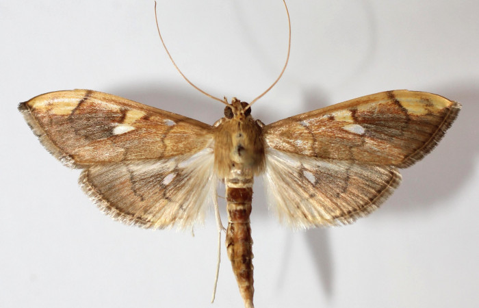 Fig.3 Vista dorsal macho <i>Aponia itzalis</i>, (Crambidae). Eclosionó 02 Noviembre 2013, Sector El Hacha, Los Inocentes, 275mts. (13-SRNP-21558- DHJ591378.jpg.).