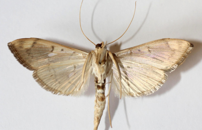 Fig.4 Vista Ventral macho <i>Aponia itzalis</i>, (Crambidae). Eclosionó 02 Noviembre 2013, Sector El Hacha, Los Inocentes, 275mts. (13-SRNP-21558- DHJ591379.jpg.).