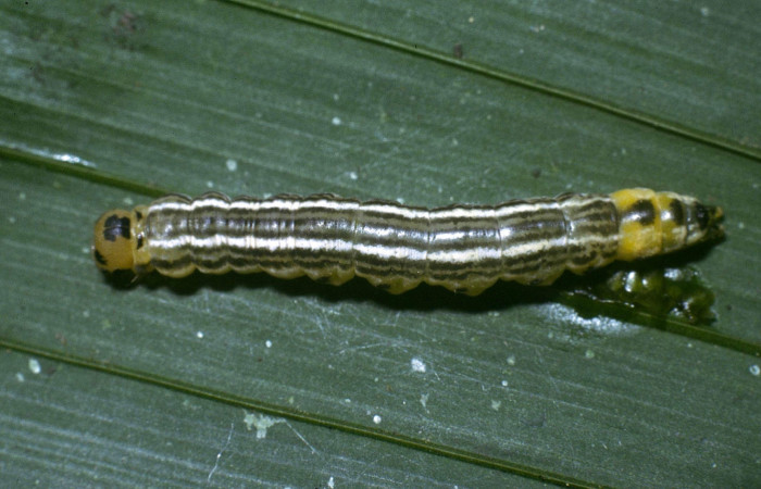 Fig 3. Larva <i>Tithraustes</i>  noctilucesICG02.              vista dorsal entero, último estadio. Finca San Gabriel. Voucher 04-SRNP-3743-DHJ86084.jpg.