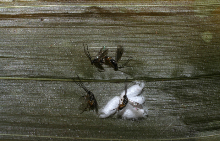 Fig. 5. Avispa de la familia Braconidae especie <i>Parapanteles</i> paradoxusDHJ02, subfamilia Microgastrinae, parásito de la larva <i>Tithraustes</i> noctilucesICG02. 
Voucher 08-SRNP-58434-DHJ449828.jpg