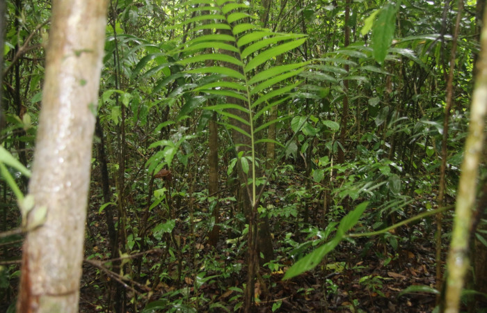 Fig 13.  Planta hospedera de <i>Tithraustes</i> noctilucesICG02  <i>Chamaedorea tepejilote</i>
