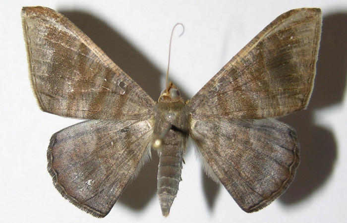 Fig. 12. Hembra de <i>Sphacelodes vulneraria</i> (Geometridae), vista dorsal, Voucher: 05-SRNP-12395-DHJ325574.