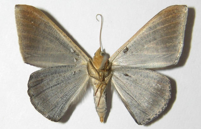 Fig. 13. Hembra de <i>Sphacelodes vulneraria</i> (Geometridae), vista ventral, Voucher: 05-SRNP-12395-DHJ325574.