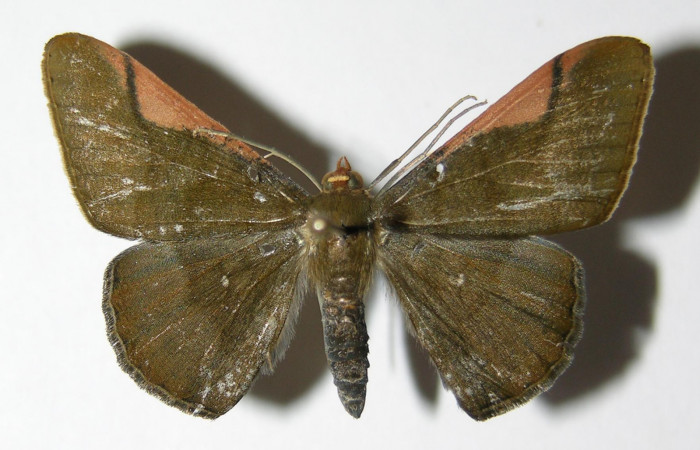 Fig. 10. Macho de <i>Sphacelodes vulneraria</i> (Geometridae), vista dorsal, Voucher: 05-SRNP-12686-DHJ325584.
