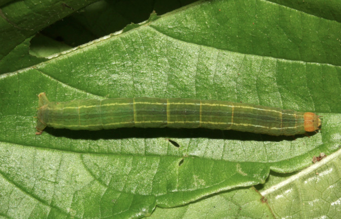 Fig. 1. Larva de <i>Sphacelodes vulneraria</i> (Geometridae) comiendo <i>Gouania polygama</i> (Rhamnaceae) Voucher: 17-SRNP-31563-DHJ739258.