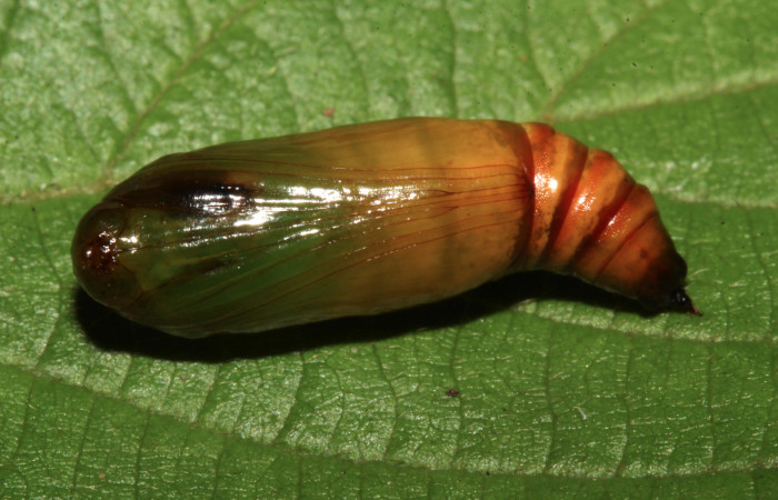 Fig. 9. Vista ventral pupa de <i>Sphacelodes vulneraria</i> (Geometridae), Voucher: 18-SRNP-31647-DHJ746760.
