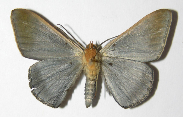 Fig. 11. Macho de <i>Sphacelodes vulneraria</i> (Geometridae), vista ventral. Voucher: 05-SRNP-12686-DHJ325585.
