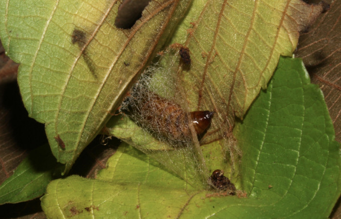Fig. 7. Detalle capullo pupa de <i>Sphacelodes vulneraria</i> (Geometridae), comiendo <i>Gouania polygama</i> (Rhamnaceae). Voucher: 18-SRNP-31402-DHJ746369.