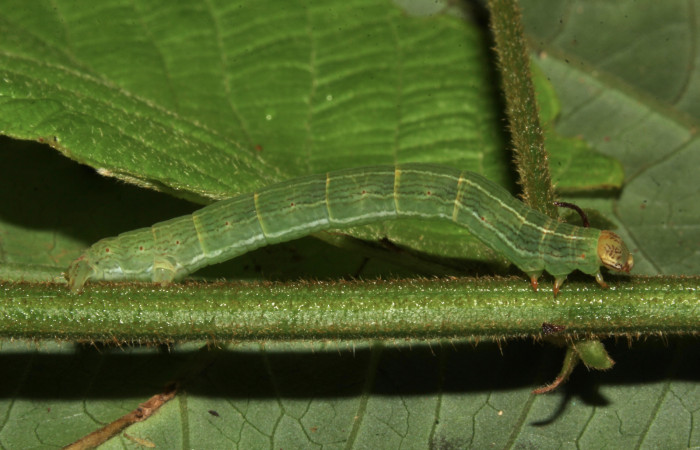 Fig. 2. Larva de <i>Sphacelodes vulneraria</i> (Geometridae), comiendo <i>Gouania polygama</i> (Rhamnaceae). Voucher: 18-SRNP-31647-DHJ746682.