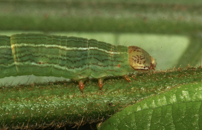 Fig. 4. Detalle patas posteriores de <i>Sphacelodes vulneraria</i> (Geometridae), comiendo <i>Gouania polygama</i> (Rhamnaceae). Voucher: 18-SRNP-31647-DHJ746688.