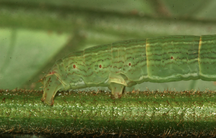 Fig. 5. Detalle patas anteriores de <i>Sphacelodes vulneraria</i> (Geometridae), comiendo <i>Gouania polygama</i> (Rhamnaceae). Voucher: 18-SRNP-31647-DHJ746687.