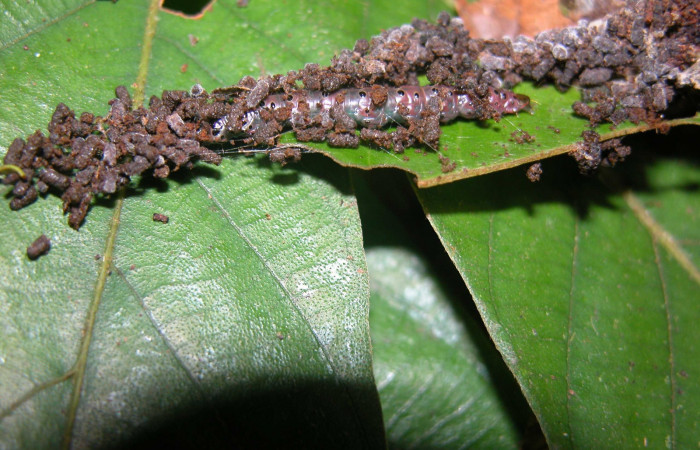 Figura 2. Larva <i>Cerconota recurvella</i> (Depressariidae), vista de camuflaje, localidad Loaciga, Sector Pitilla ACG (445m). Voucher: 03-SRNP-21596-DHJ90926.jpg.