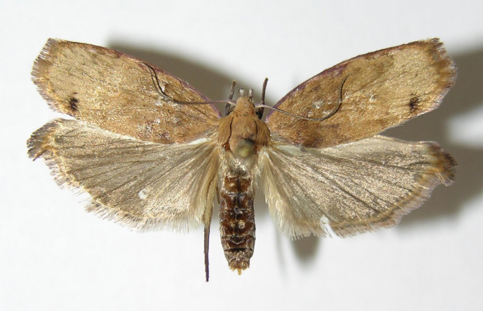 Figura 7. Adulto de <i>Cerconota recurvella</i> (Depressariidae), vista dorsal, localidad Pasmompa Sector Pitilla ACG (440m). Voucher: 04-SRNP-30275-DHJ340342.jpg.