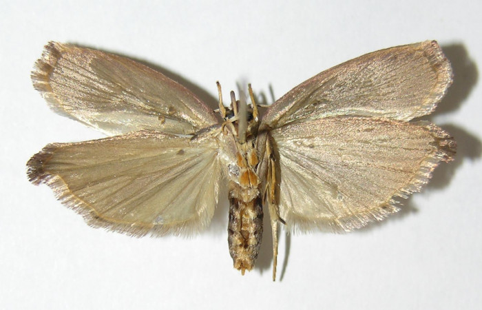 Figura 8. Adulto de <i>Cerconota recurvella</i> (Depressariidae), vista ventral, localidad Pasmompa Sector Pitilla ACG (440m). Voucher: 04-SRNP-30275-DHJ340343.jpg.