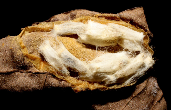 Figura 11. Capullos de parásitos <i>Hypomicrogaster</i> Whitfield07 (Braconidae) que ataca <i>Cerconota recurvella</i> (Depressariidae) vista dorsal, localidad Margarita Sector Del Oro ACG (380m). Voucher: 05-SRNP-20658-DHJ467676.jpg.