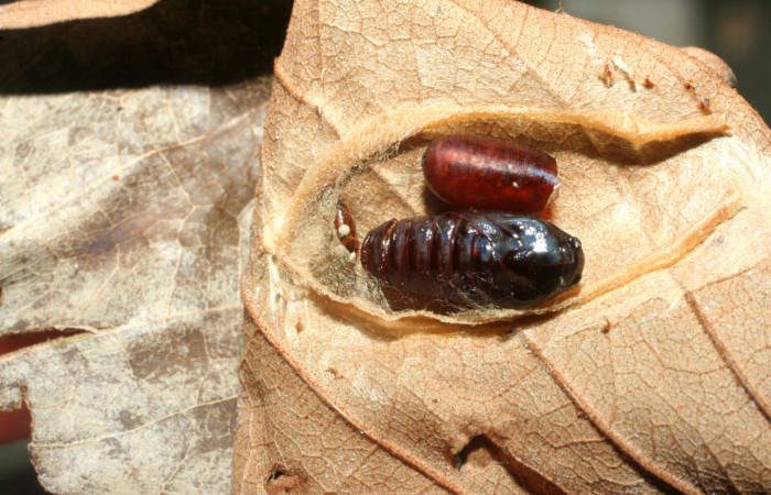 Figura 12. Restos de pupario de parásito <i>Hemisturmia</i> tenuipalpisDHJ03 (Tachinidae) que ataca <i>Cerconota recurvella</i> (Depressariidae) vista dorsal, localidad Quebrada Escondida Sector Rincón Rain Forest ACG (420m). Voucher: 07-SRNP-41281-DHJ452848.jpg.