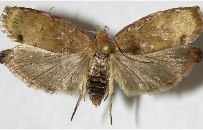 Figura 9. Adulto de <i>Cerconota recurvella</i> (Depressariidae), vista dorsal, localidad Sendero Tucan Sector Rincón Rain Forest ACG (410m). Voucher: 07-SRNP-41857-DHJ380362.jpg.