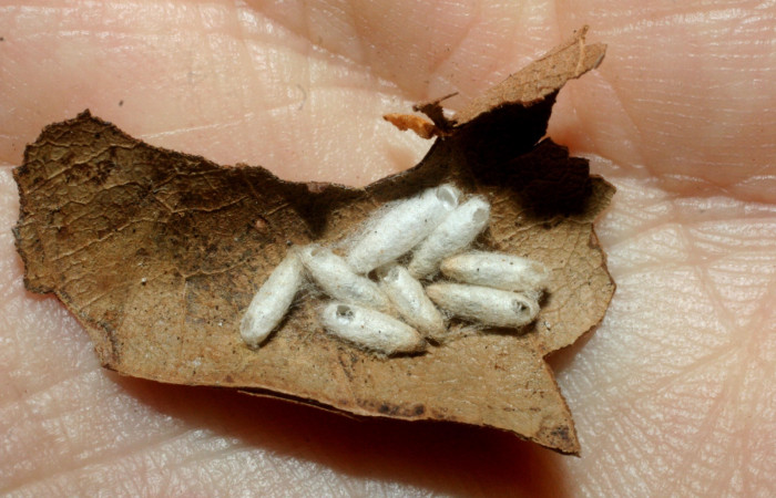 Figura 13. Capullos de parásitos <i>Apanteles</i> Janzen01 (Braconidae) que ataca <i>Cerconota recurvella</i> (Depressariidae) vista dorsal, localidad Estación Quica Sector Pitilla ACG (470m). Voucher: 08-SRNP-70918-DHJ462764.jpg.