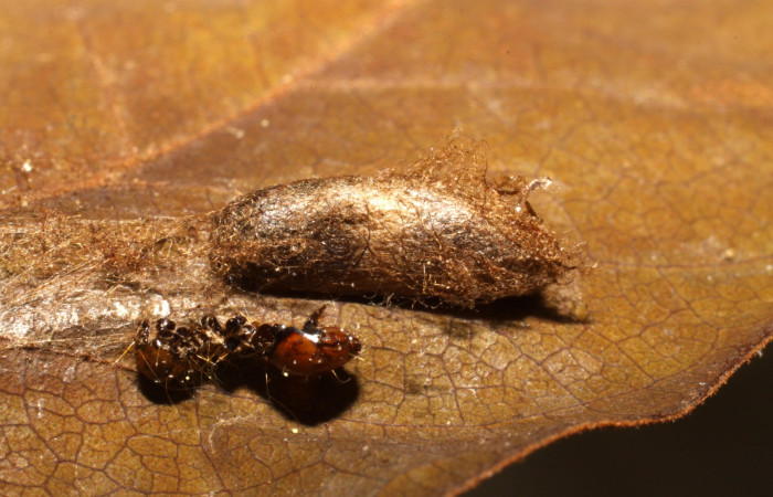 Figura 14. Capullo de parásito <i>Campoplex</i> NV-05 (Ichneumonidae) que ataca <i>Cerconota recurvella</i> (Depressariidae) vista lateral, localidad Vochysia Sector Rincón Rain Forest ACG (320m). Voucher: 09-SRNP-40923-DHJ474096.jpg.