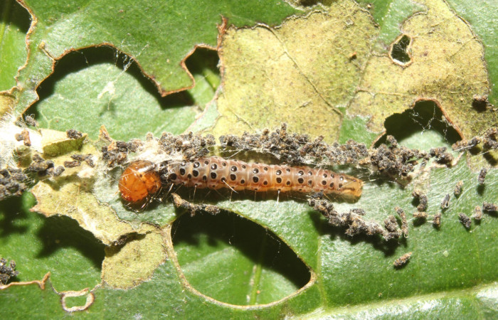 Figura 3. Larva <i>Cerconota recurvella</i> (Depressariidae), penúltimo estadío (PU) vista dorsal, localidad Pamomopa Sector Pitilla ACG (440m). Voucher: 17-SRNP-70317-DHJ733705.jpg.