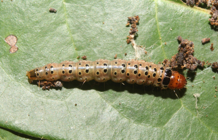 Figura 4. Larva <i>Cerconota recurvella</i> (Depressariidae), último estadío (U) vista dorsal, localidad Pasmompa Pitilla ACG (440m). Voucher: 17-SRNP-70317-DHJ733794.jpg.