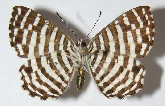 Figura 7. Adulto de <i>Hyphilaria thasus</i> (Riodinidae), hembra mostrando vista ventral, localidad localidad Calma, Sector Pitilla ACG (412m)). Voucher: 10-SRNP-70541-DHJ526177.jpg.